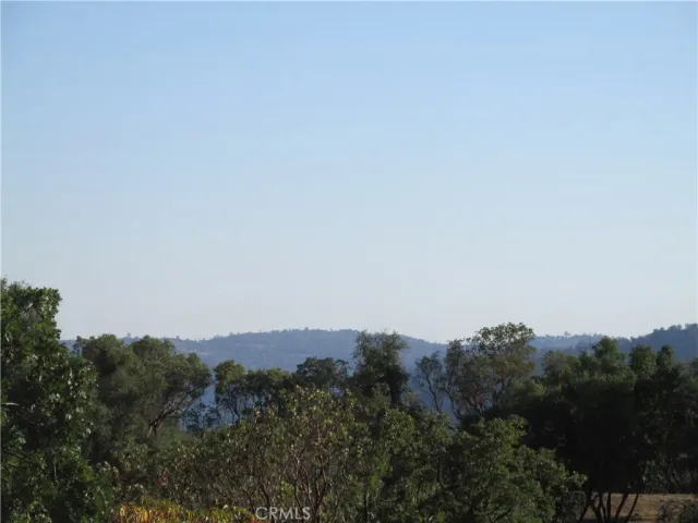 a view of a forest with a tree in the background