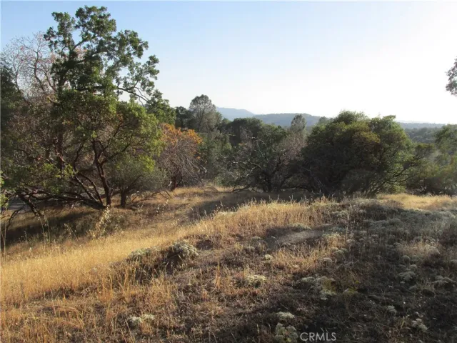 a view of a yard with large tree