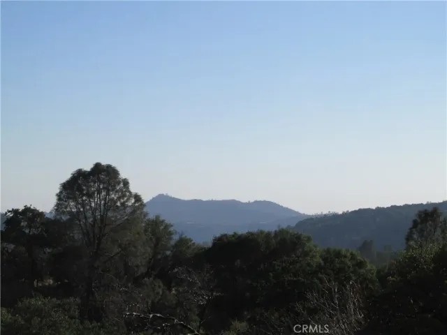 a view of a yard with plants and trees