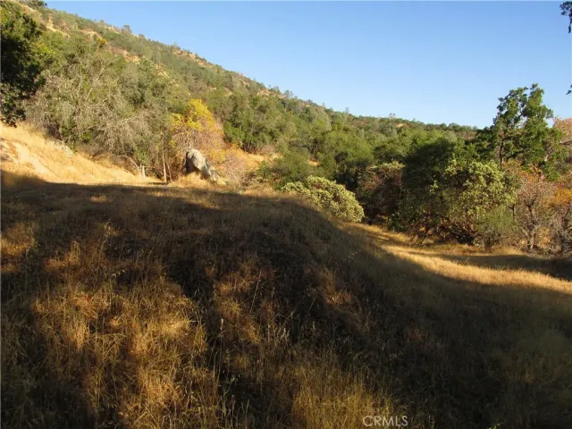 a view of a dry yard with trees in the background