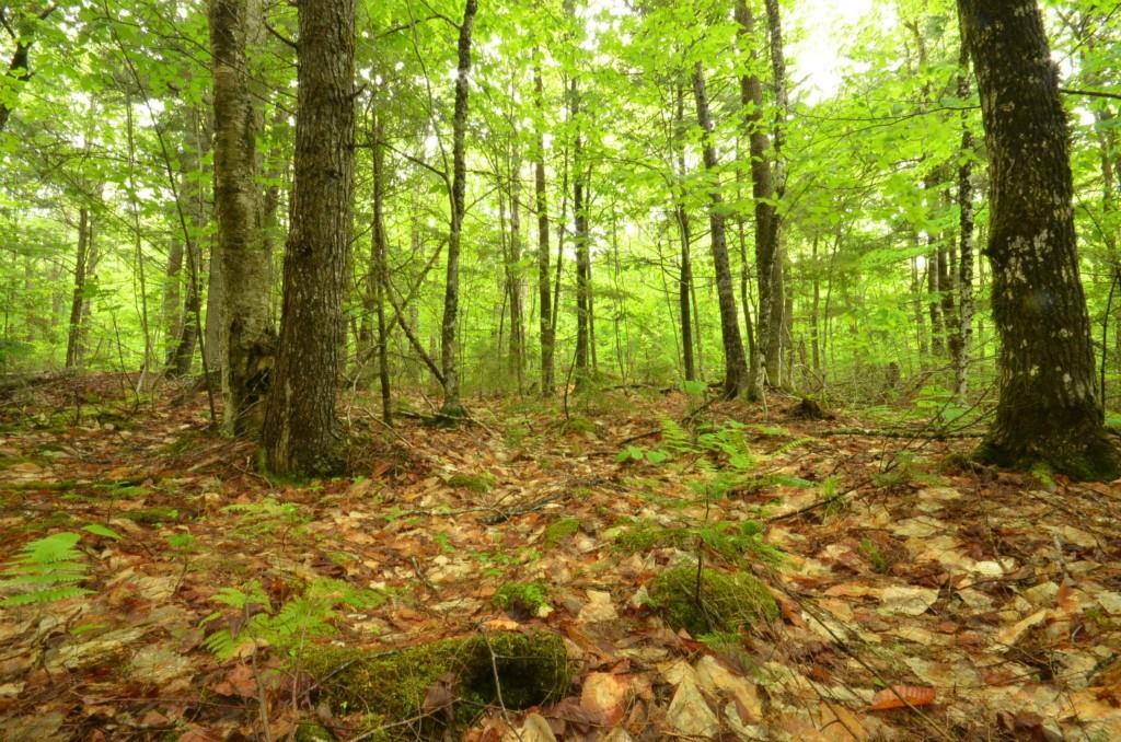 9-11 Dill Road Lakeville, ME 04487 - Photo 4 of 27 Maine land for sale