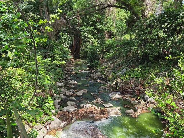a view of a lush green forest