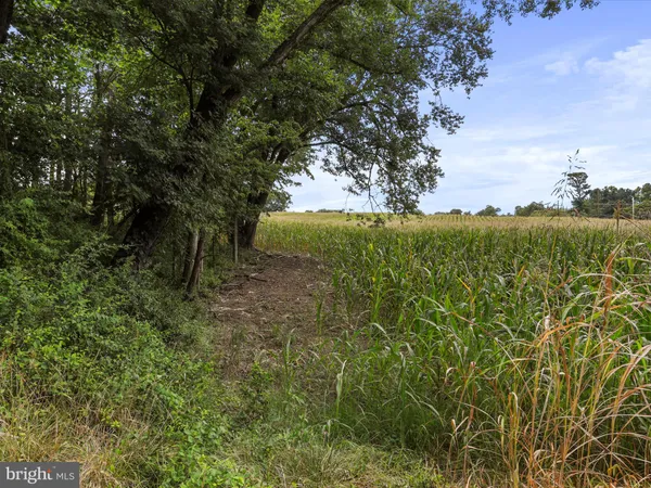 a view of a yard with plants and a trees