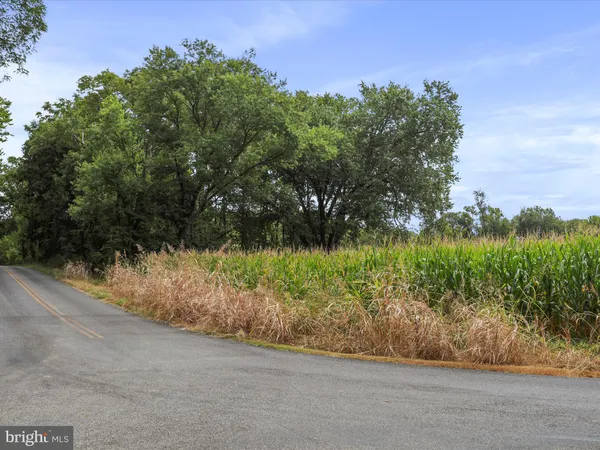 a view of a yard with plants and a bench in front of it