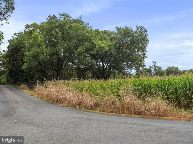a view of a yard with plants and a bench in front of it
