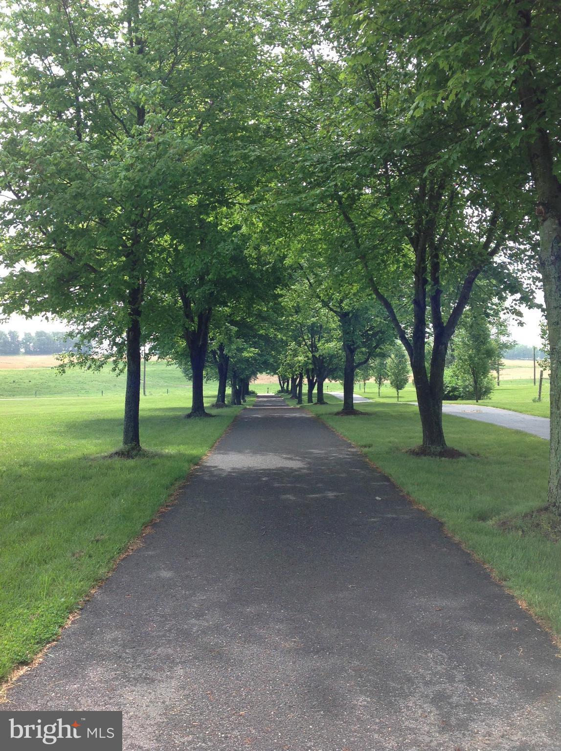 10530 Dublin Road Walkersville, MD 21793 - Photo 23 of 30 Tree lined driveway