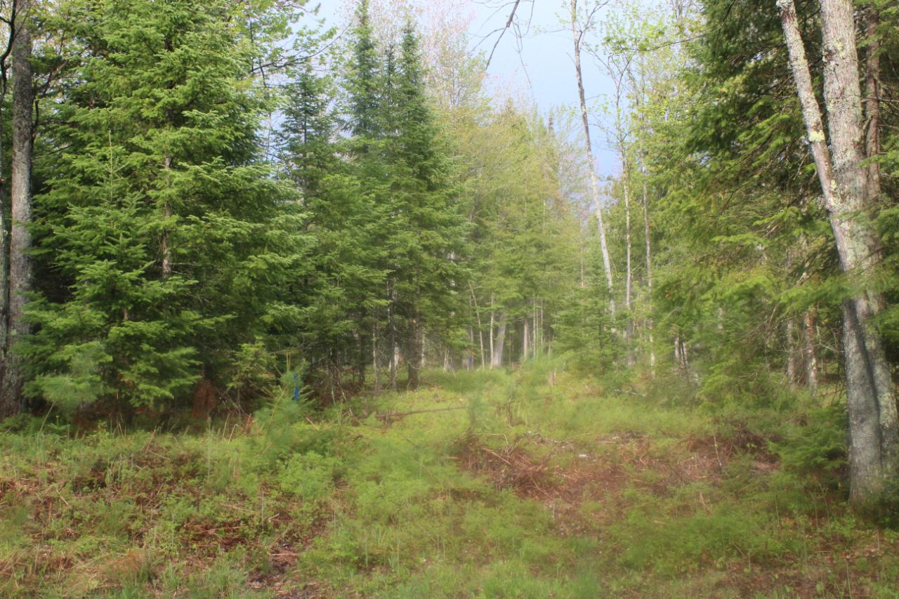 Off Silver Lake Road Rhinelander, WI 54501 - Photo 11 of 18 Gallery Image 11