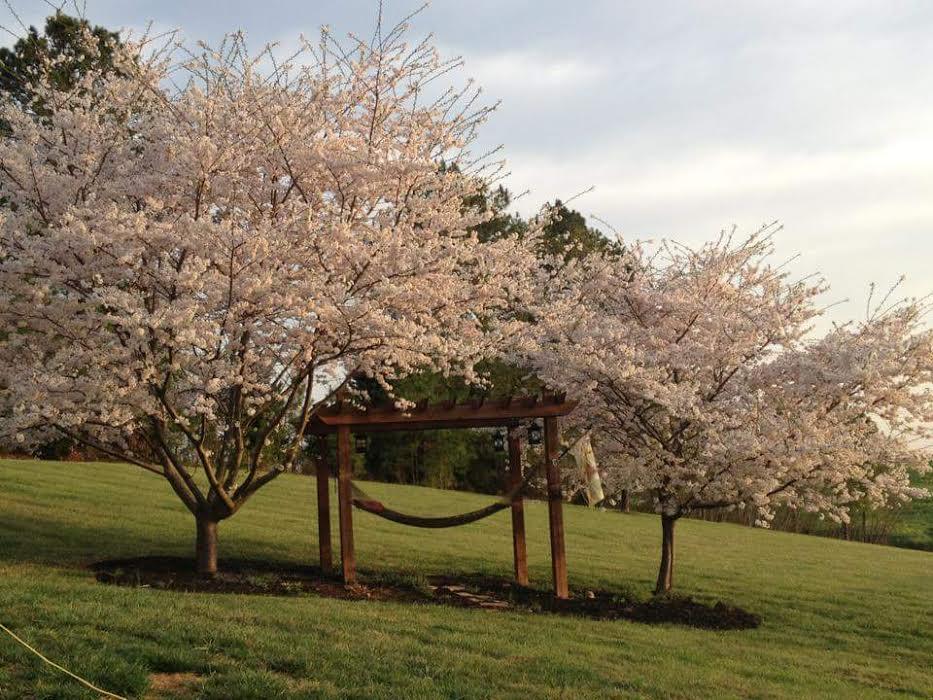 155 Wheatland Road Buchanan, VA 24066 - Photo 30 of 31 155 full blossom