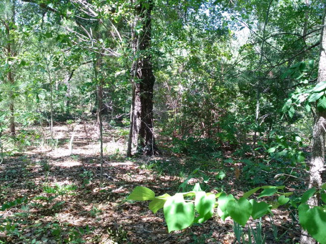 0 G R Tucker Road Harlem, GA 30814 - Photo 1 of 1 Main View