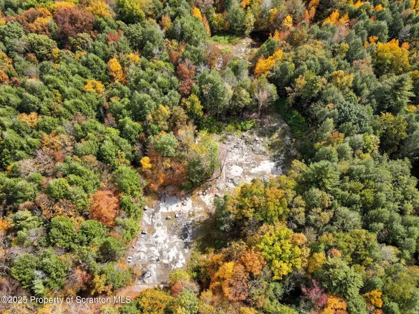 a view of a yard with plants and trees