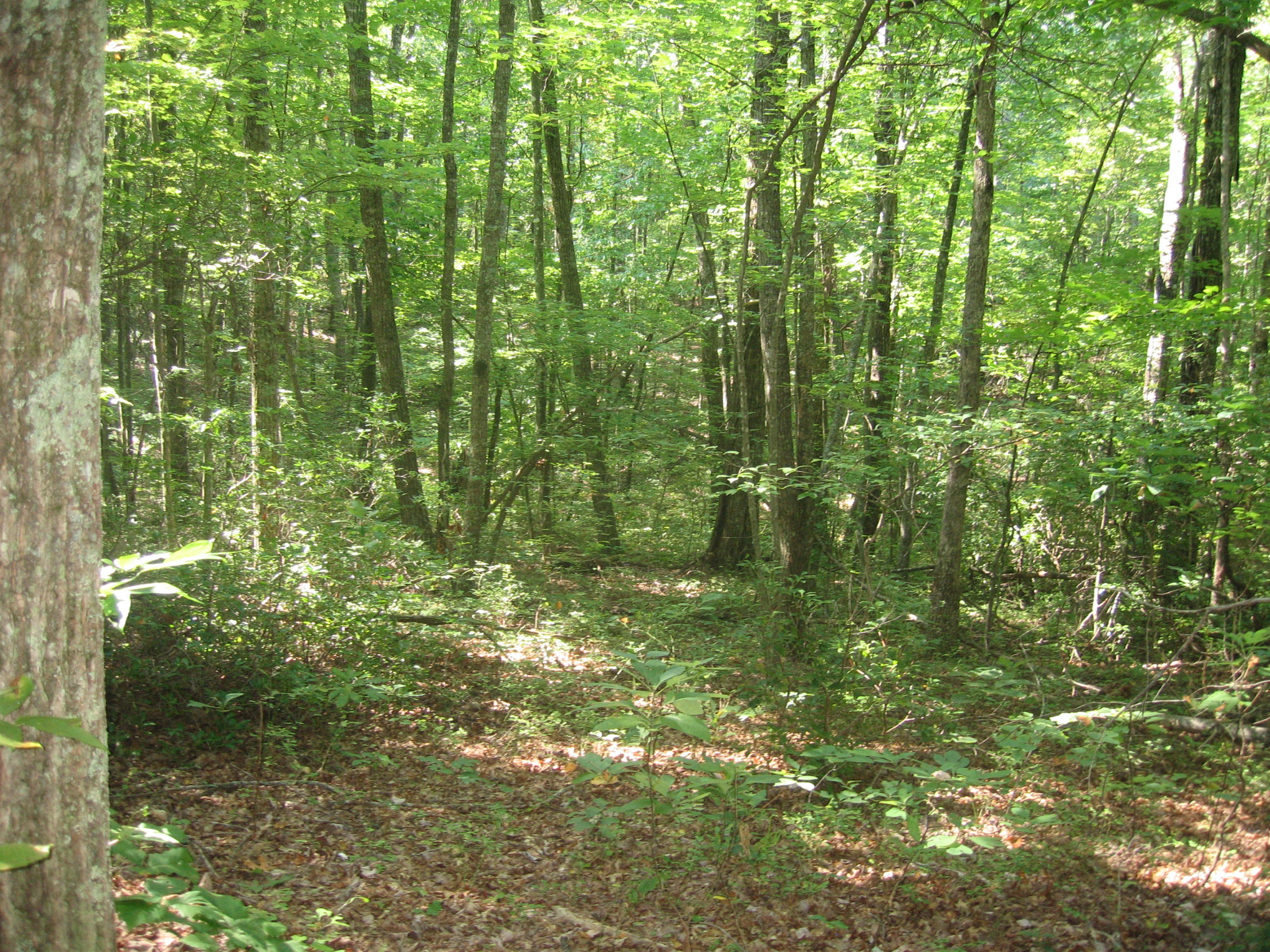White Oak Road, Unit 1 Monterey, TN 38574 - Photo 3 of 6 005