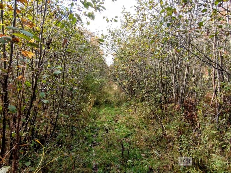 80-acres Wieman Road Gladwin, MI 48624 - Photo 8 of 28 Gallery Image 8