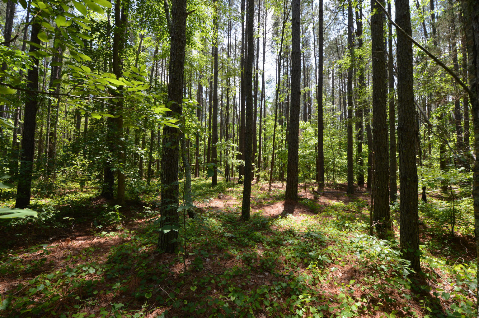 Lot 17 Gilchrist Road Carthage, NC 28327 - Photo 11 of 37 11