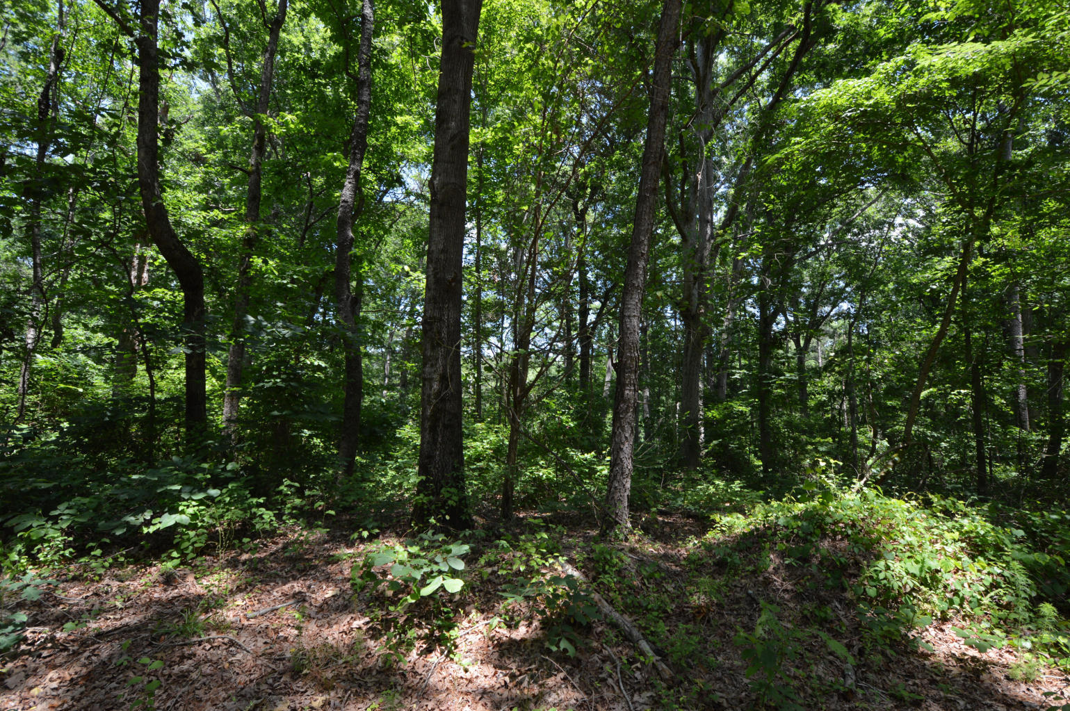 Lot 17 Gilchrist Road Carthage, NC 28327 - Photo 8 of 37 8