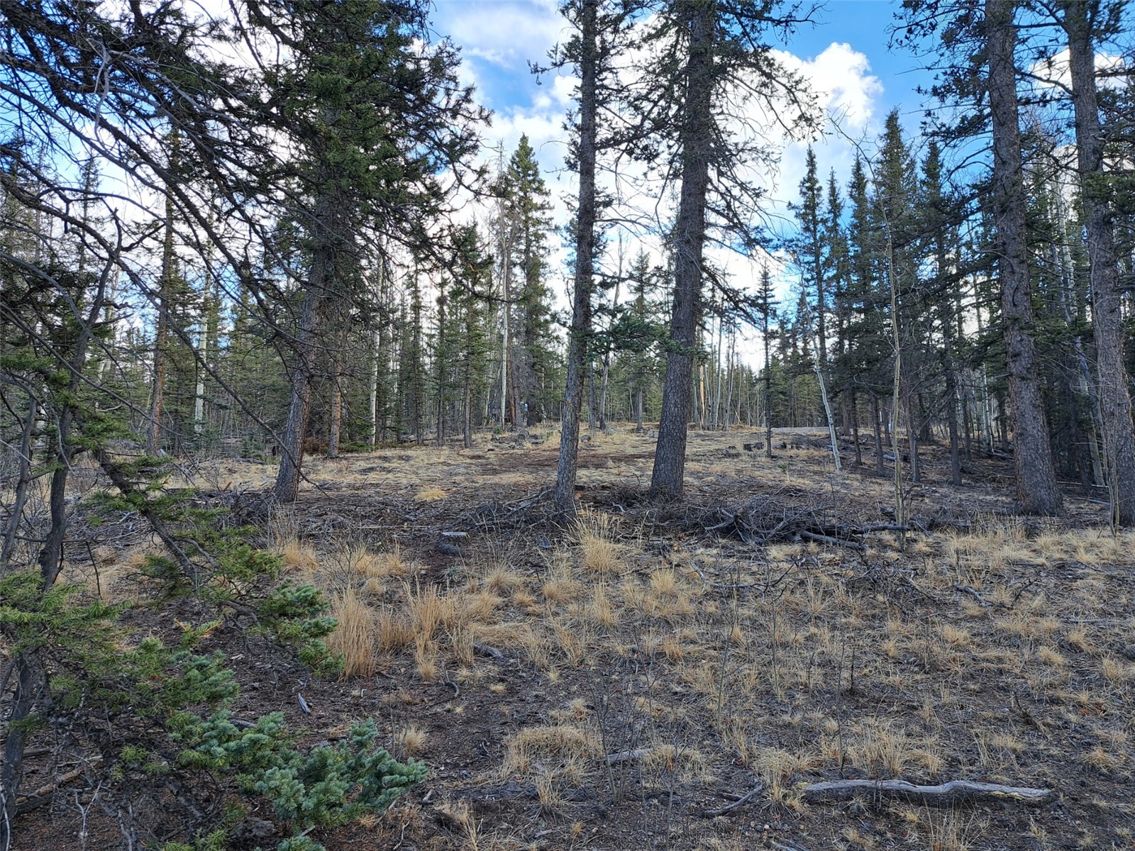 1059 Piaute Way Como, CO 80432 - Photo 14 of 34 a view of outdoor space with trees