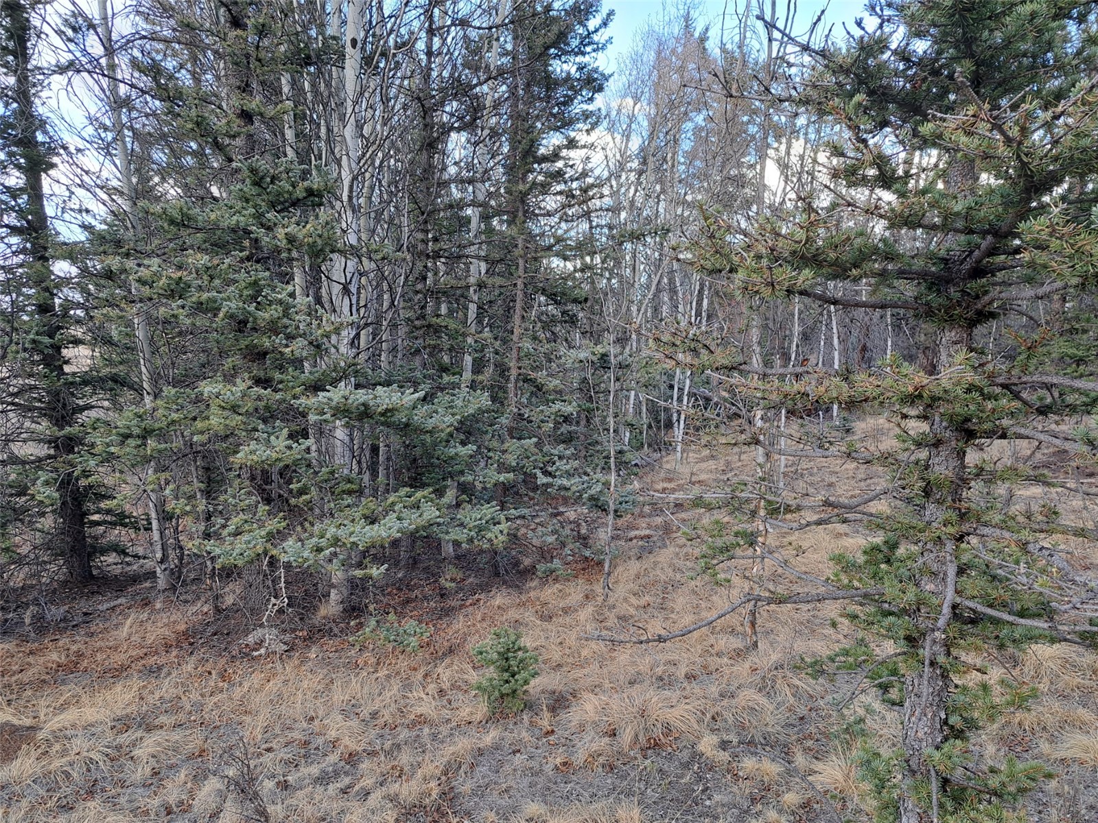 1059 Piaute Way Como, CO 80432 - Photo 15 of 34 a view of a yard with a tree