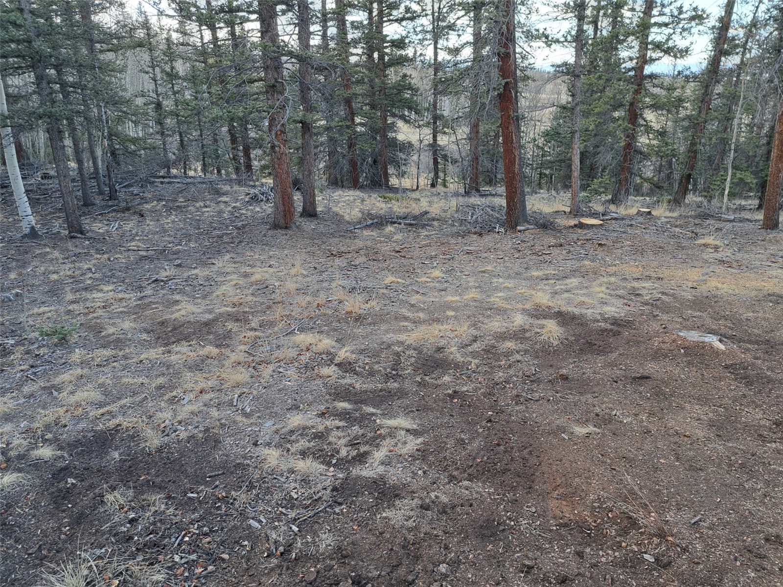 1059 Piaute Way Como, CO 80432 - Photo 21 of 34 a view of a forest with trees in the background