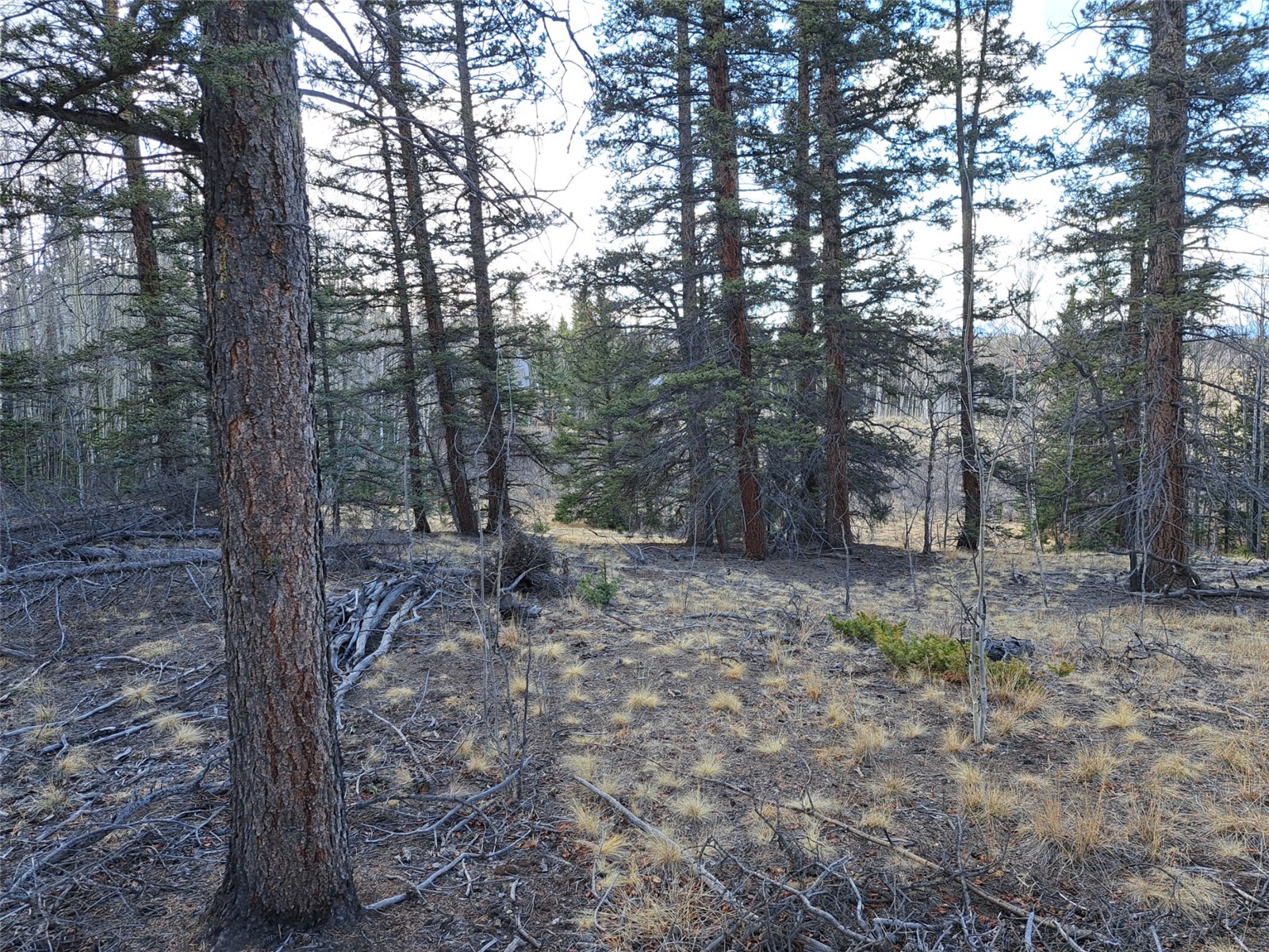 1059 Piaute Way Como, CO 80432 - Photo 23 of 34 a view of a forest filled with trees