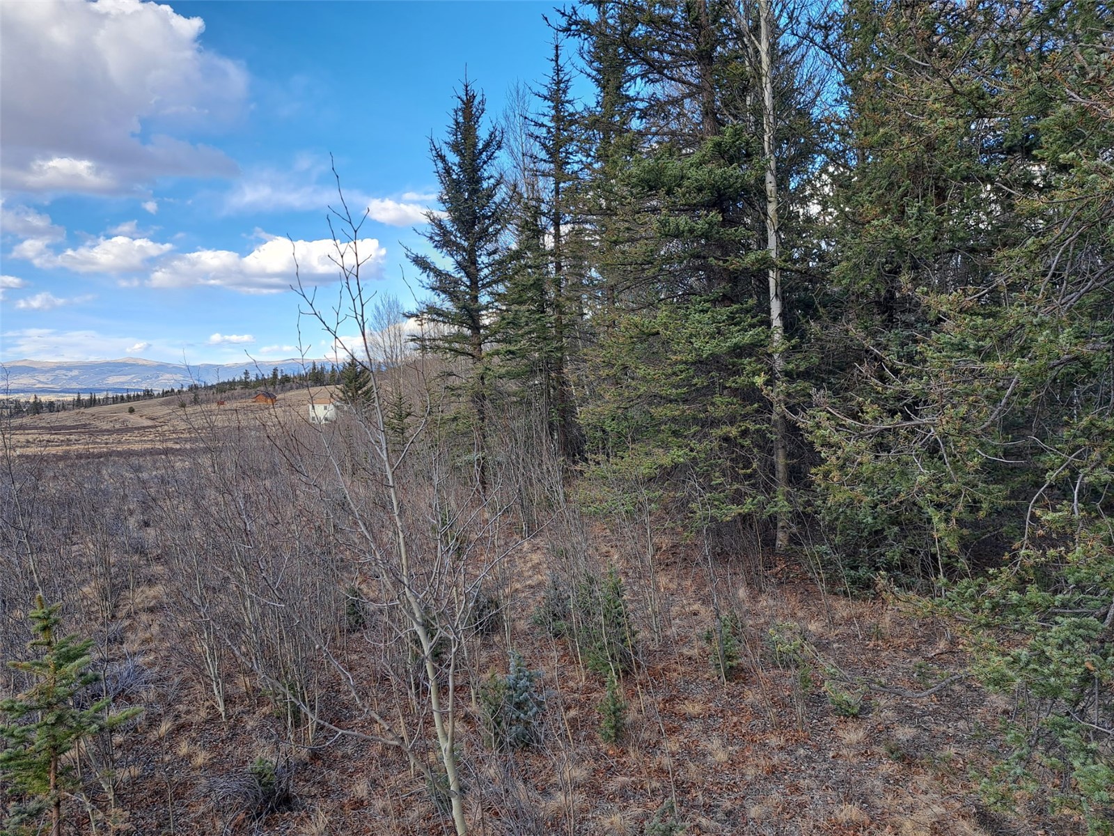 1059 Piaute Way Como, CO 80432 - Photo 29 of 34 a view of a forest with trees in the background