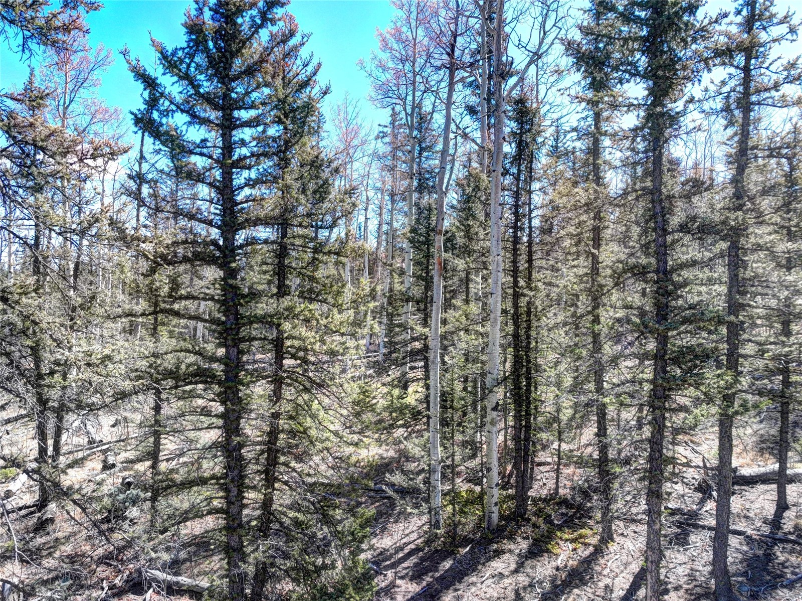 1059 Piaute Way Como, CO 80432 - Photo 6 of 34 a view of forest