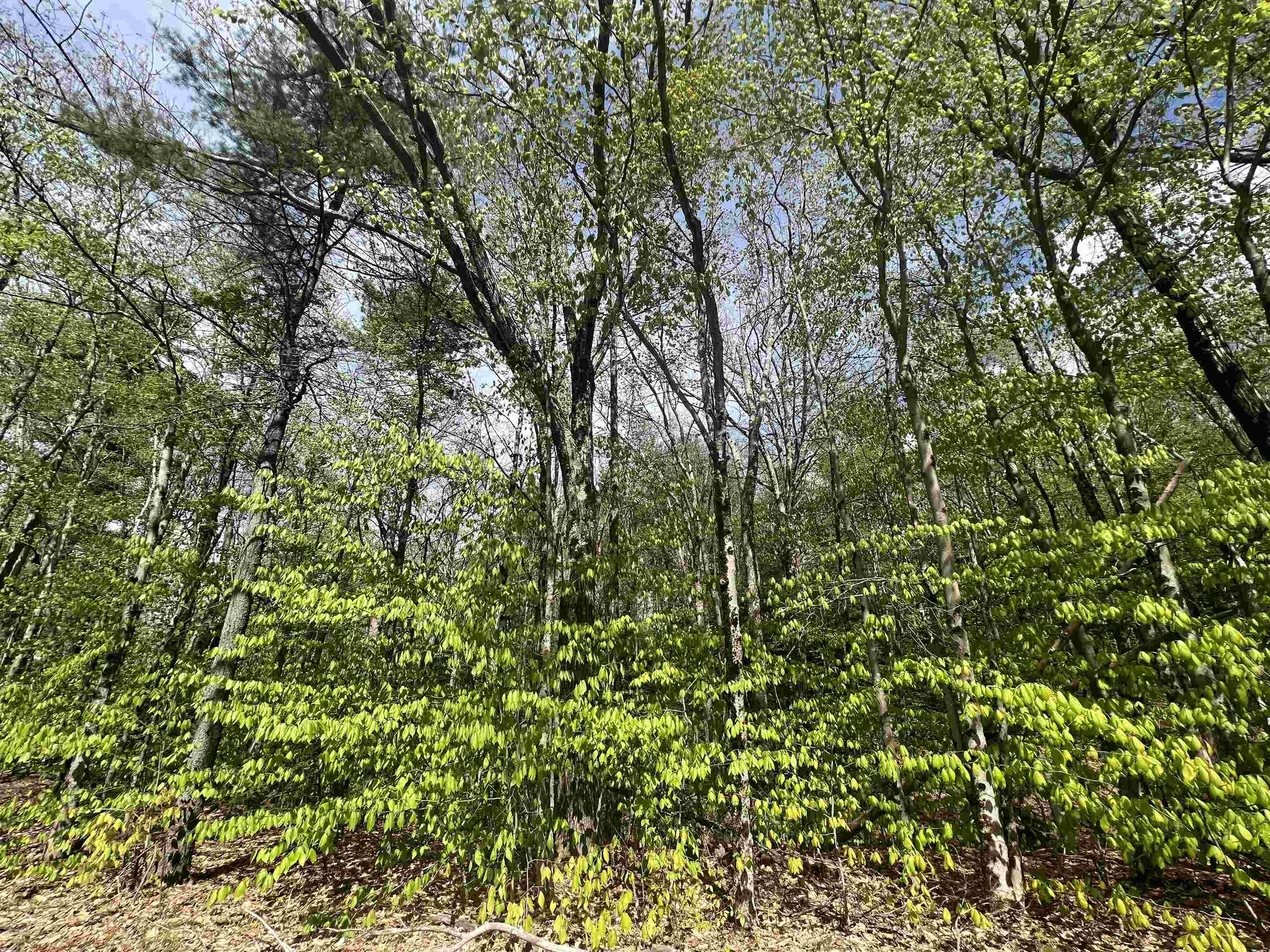 Lot 22-23 Onset Road Bennington, NH 03442 - Photo 4 of 6