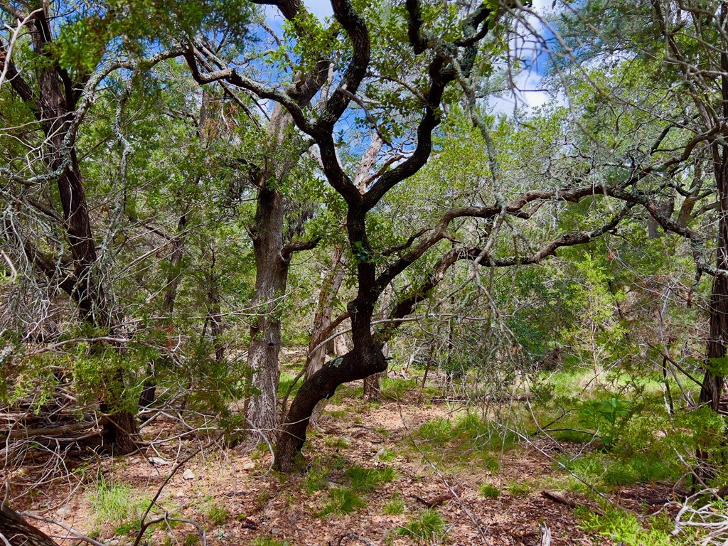 Tbd - Lot 43 A Tbd - Road, Unit 43A Blanco, TX 78606 - Photo 5 of 9 a view of tree