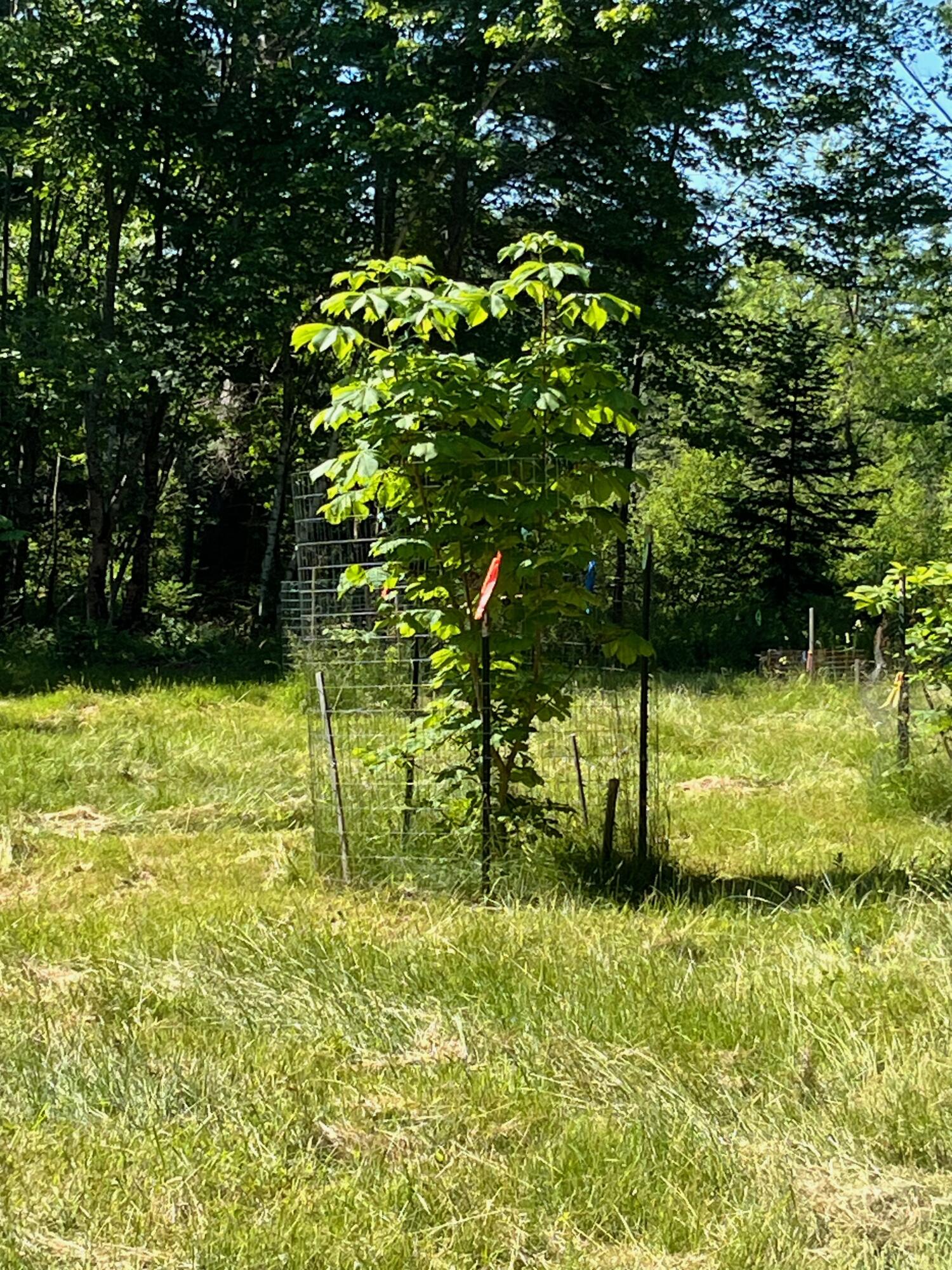 185 Durham Bridge Road Newport, ME 04953 - Photo 51 of 116 Chestnut trees...