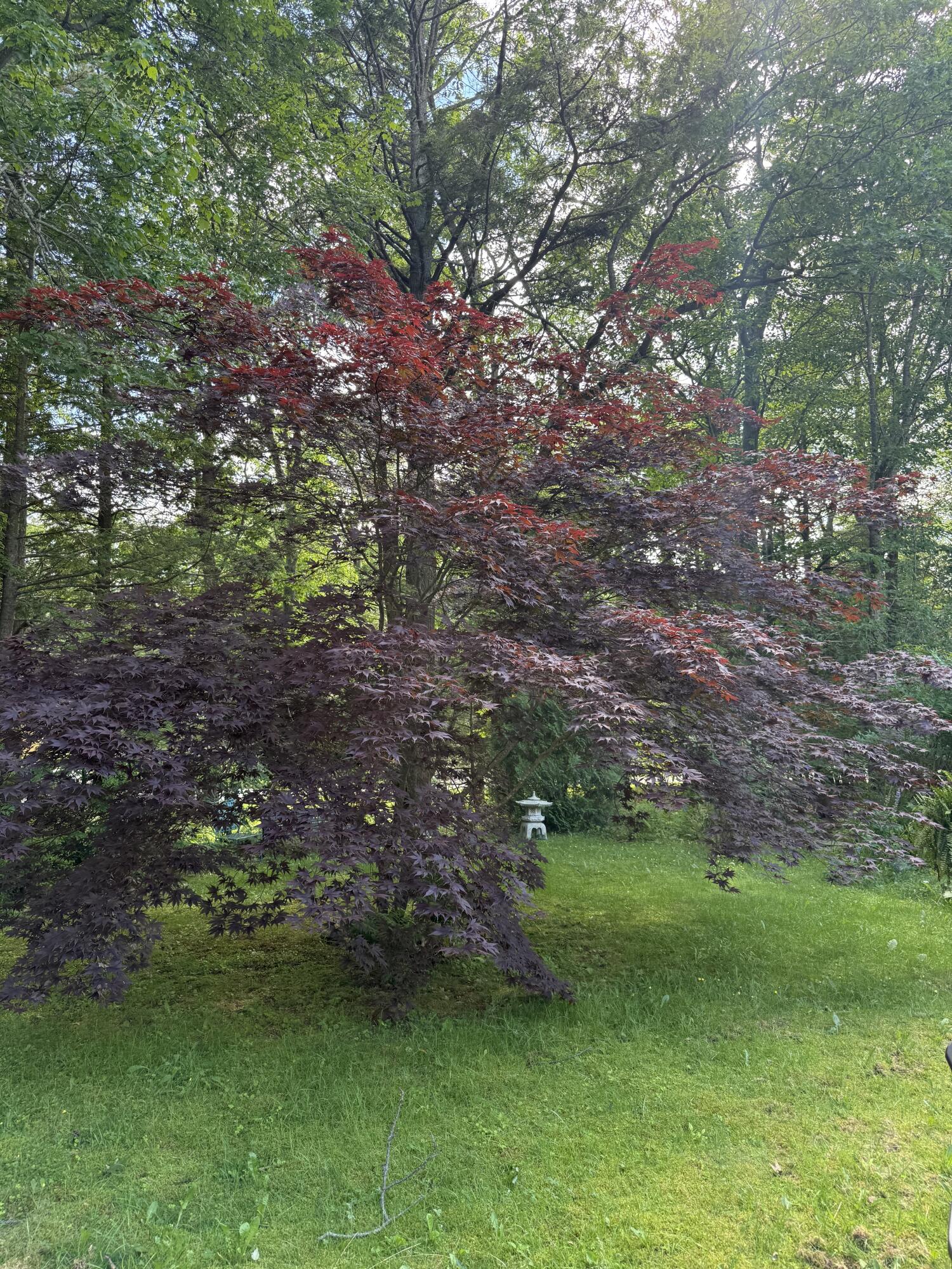 86 Underwood Road Falmouth, ME 04105 - Photo 6 of 6 private back yard
