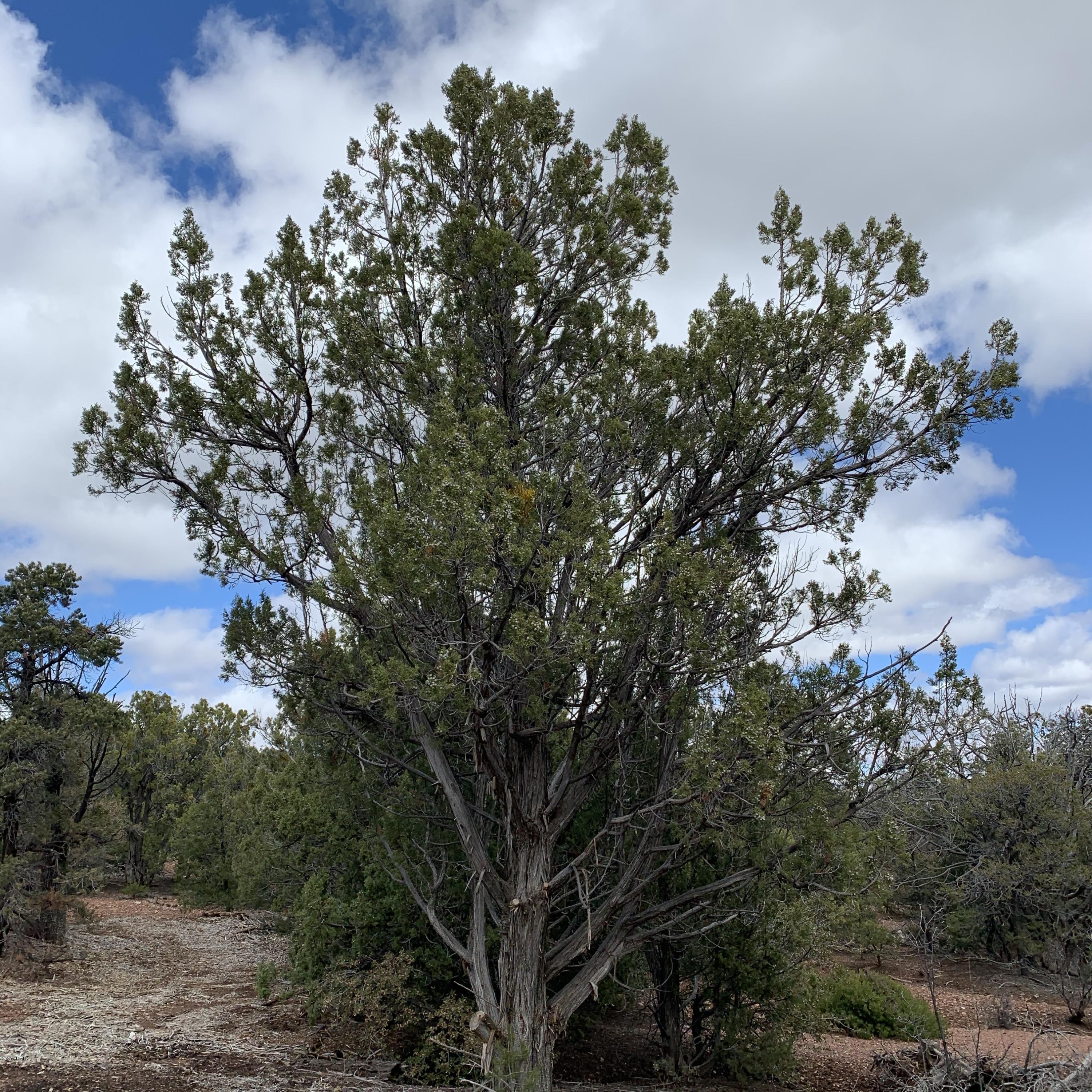 3 East Wilson Road, Unit 3X Show Low, AZ 85901 - Photo 44 of 61 Shaggy bark junipers