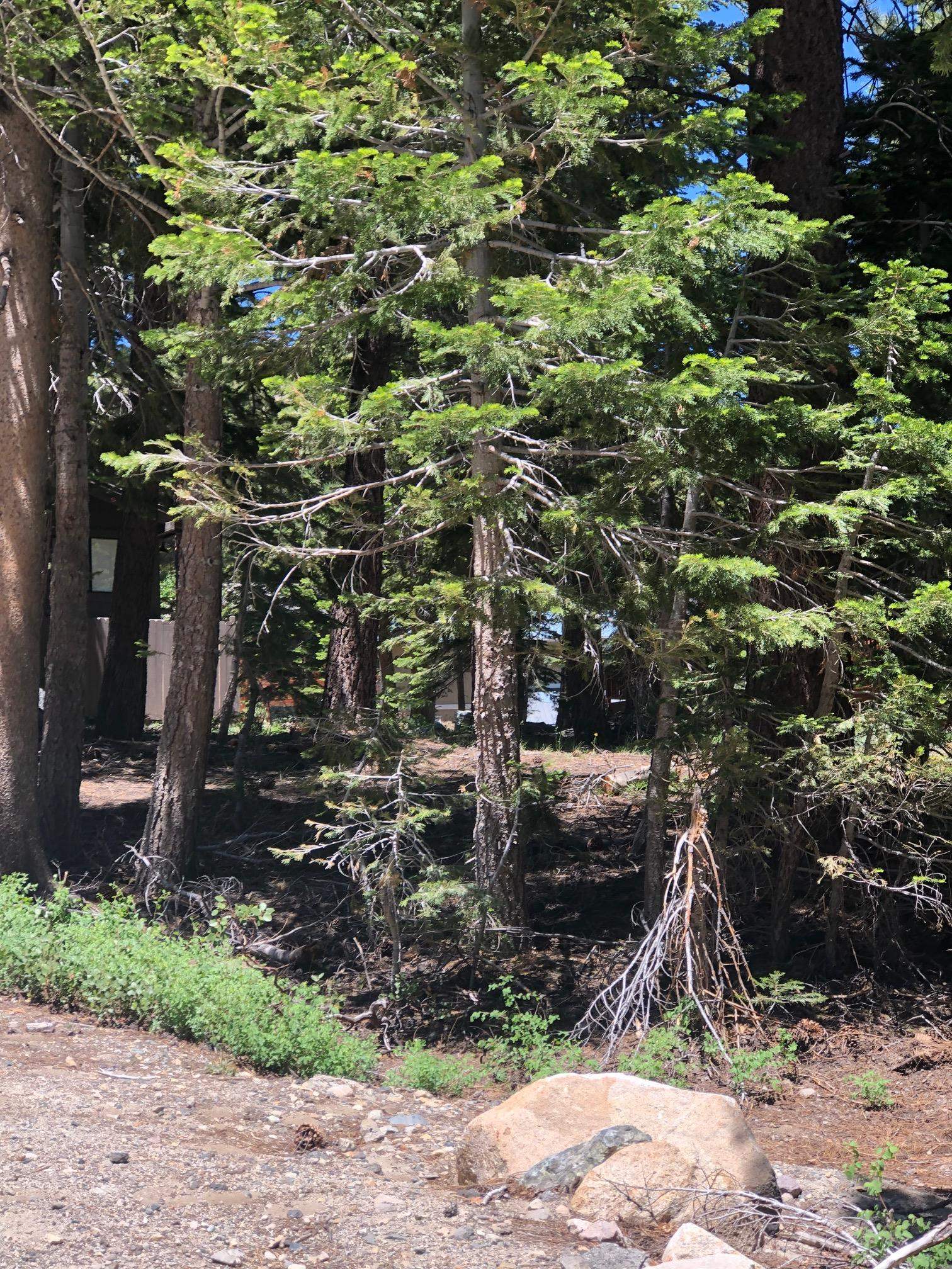 136 Red Fir Road Mammoth Lakes, CA 93546 - Photo 12 of 13 a view of a garage with a tree