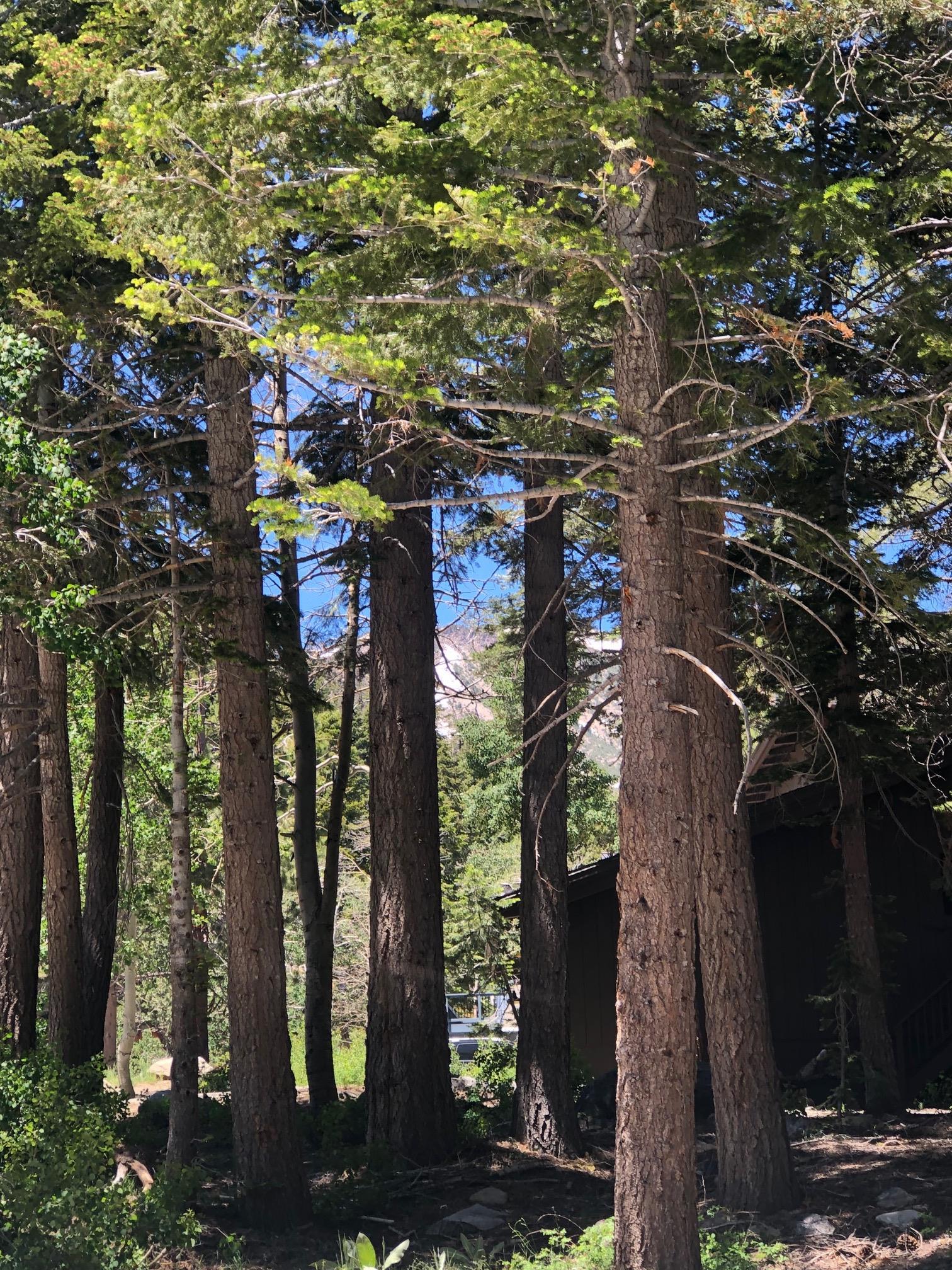 136 Red Fir Road Mammoth Lakes, CA 93546 - Photo 2 of 13 a view of street