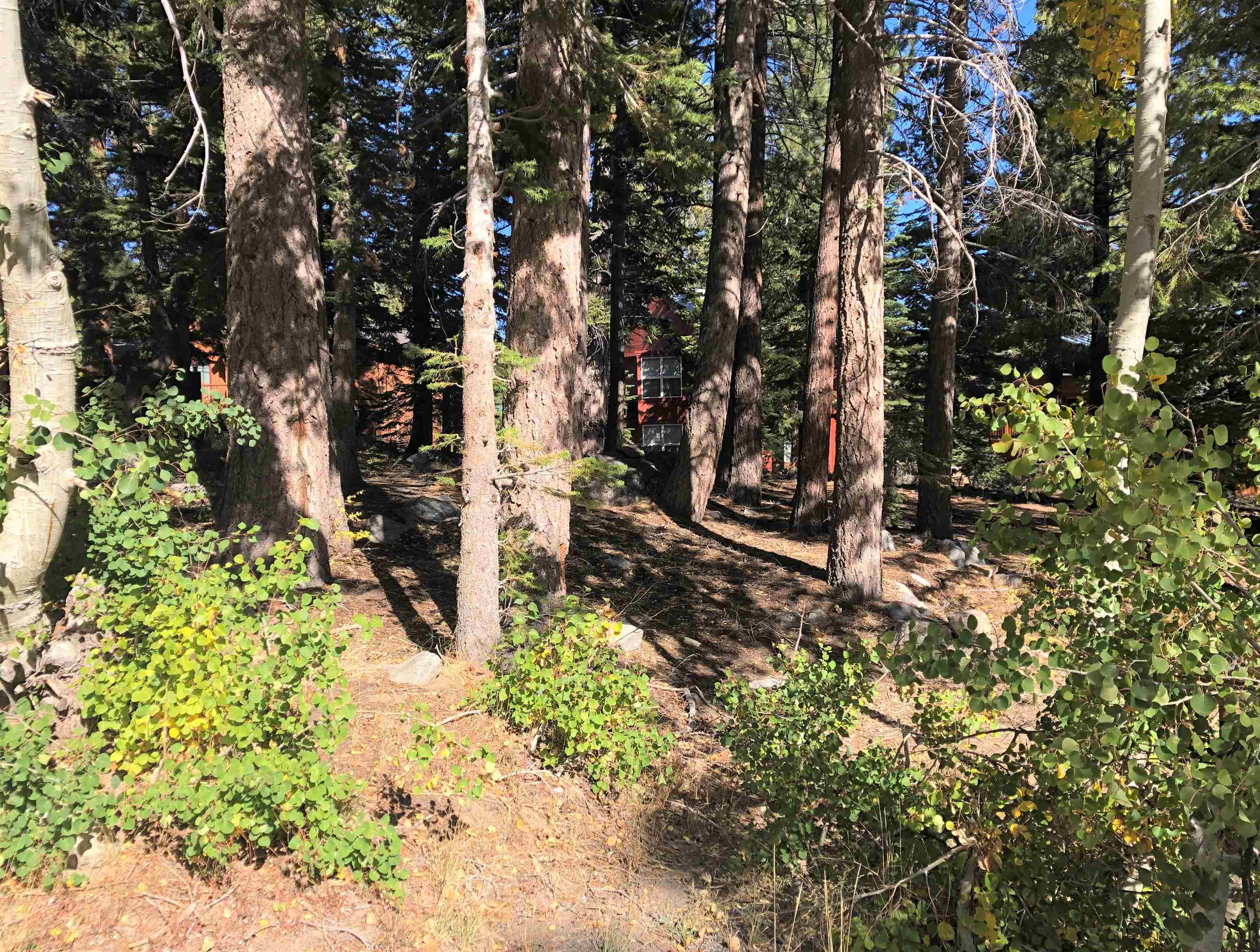 136 Red Fir Road Mammoth Lakes, CA 93546 - Photo 5 of 13 a view of a yard with plants