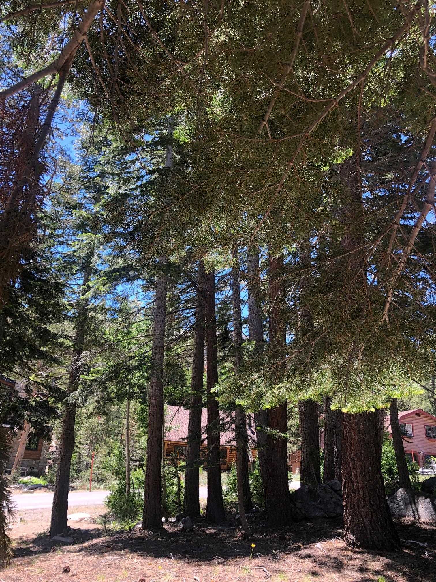 136 Red Fir Road Mammoth Lakes, CA 93546 - Photo 10 of 13