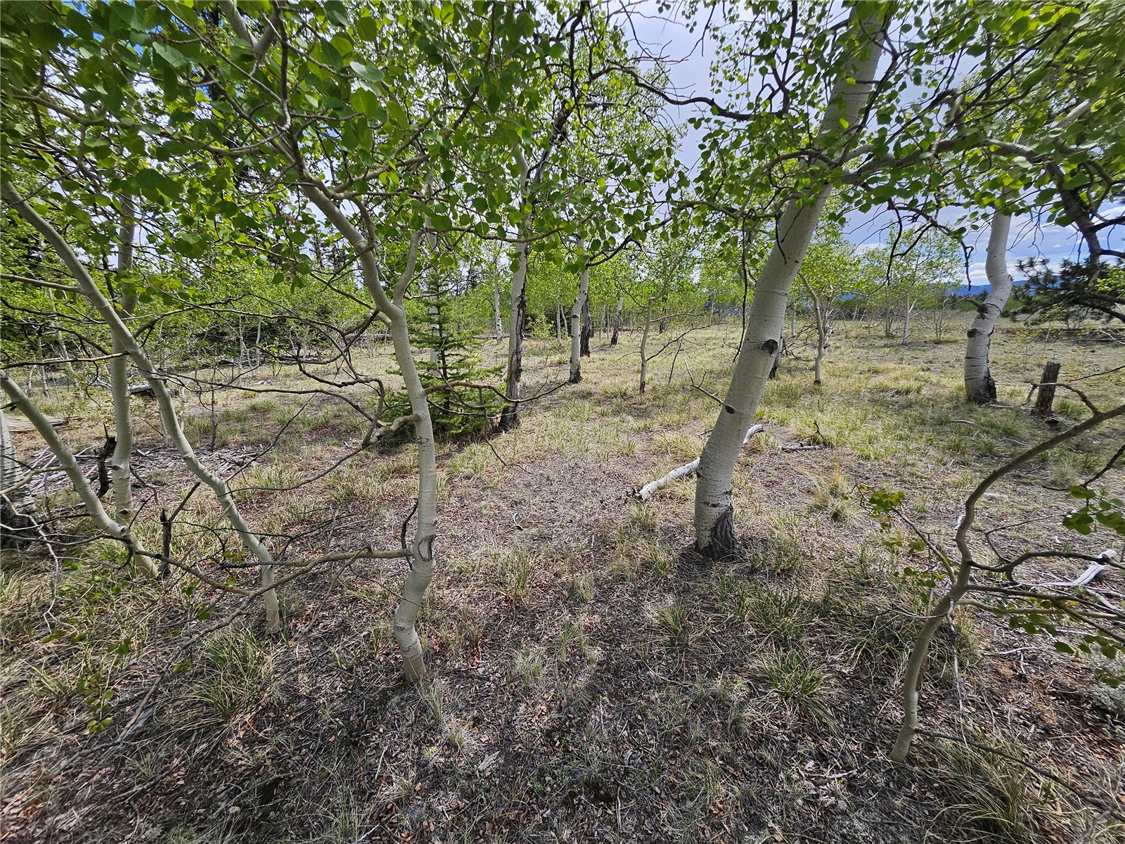 412 Smith And Wesson Road Como, CO 80432 - Photo 14 of 50
