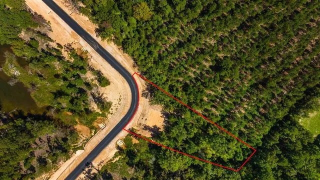 a close up of a tree