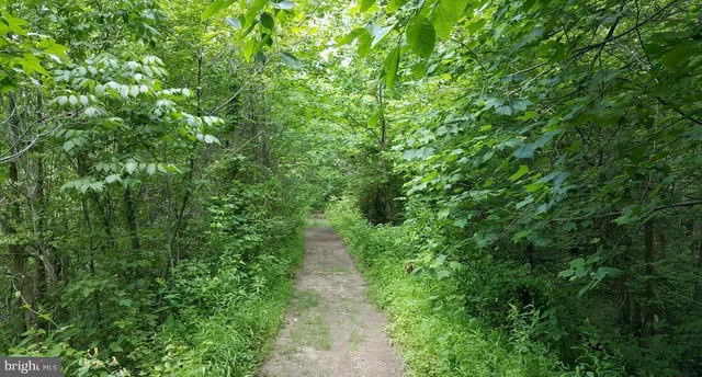 a view of a lush green forest