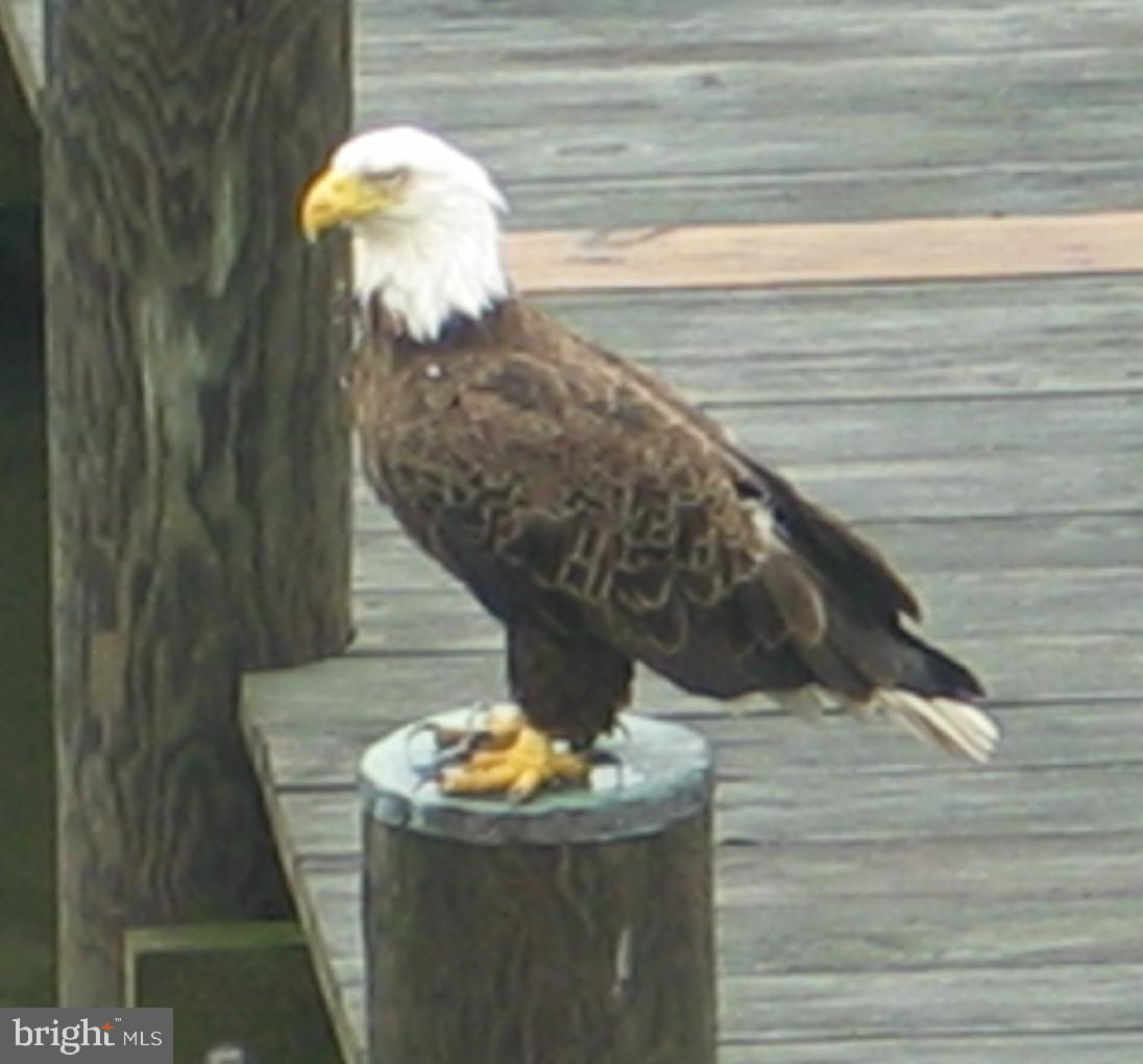 181 Inverness Road Severna Park, MD 21146 - Photo 53 of 61 Bald Eagle on the pier