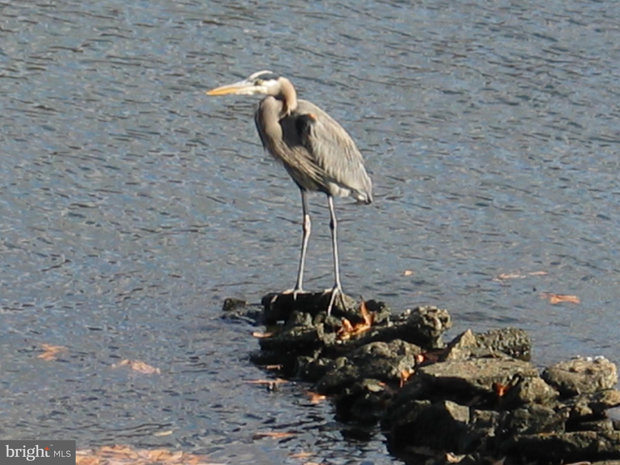 181 Inverness Road Severna Park, MD 21146 - Photo 54 of 61 Great Blue Heron seen dailly