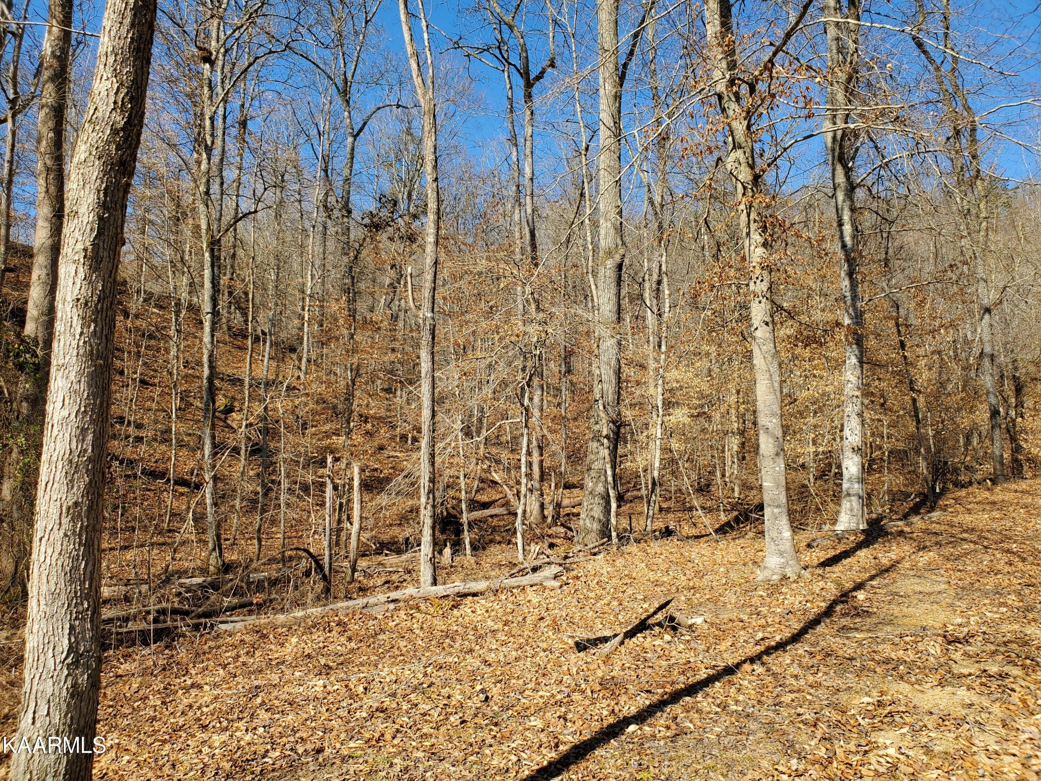 0 Lick Branch Road New Tazewell, TN 37825 - Photo 19 of 24 Gallery Image 19