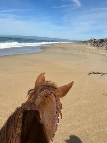 a view of a patio with couches table and chairs and potted plants
