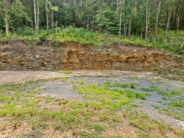 a view of a backyard with trees
