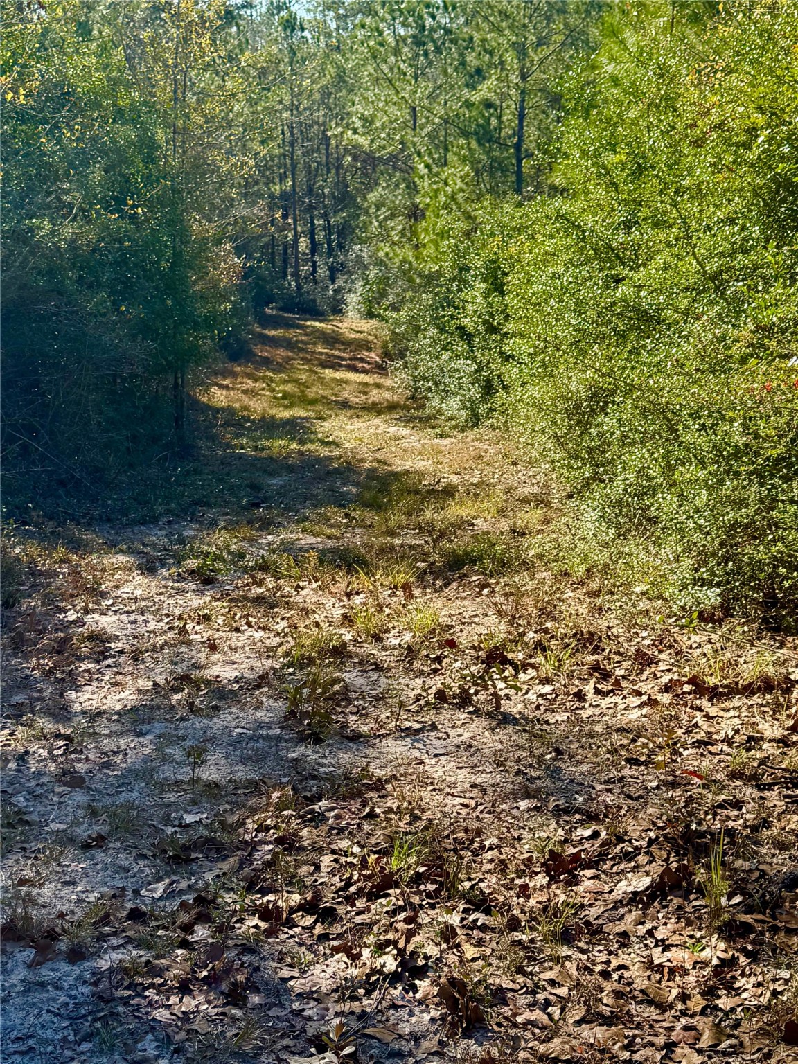 2845 County Road Colmesneil, TX 75938 - Photo 12 of 36