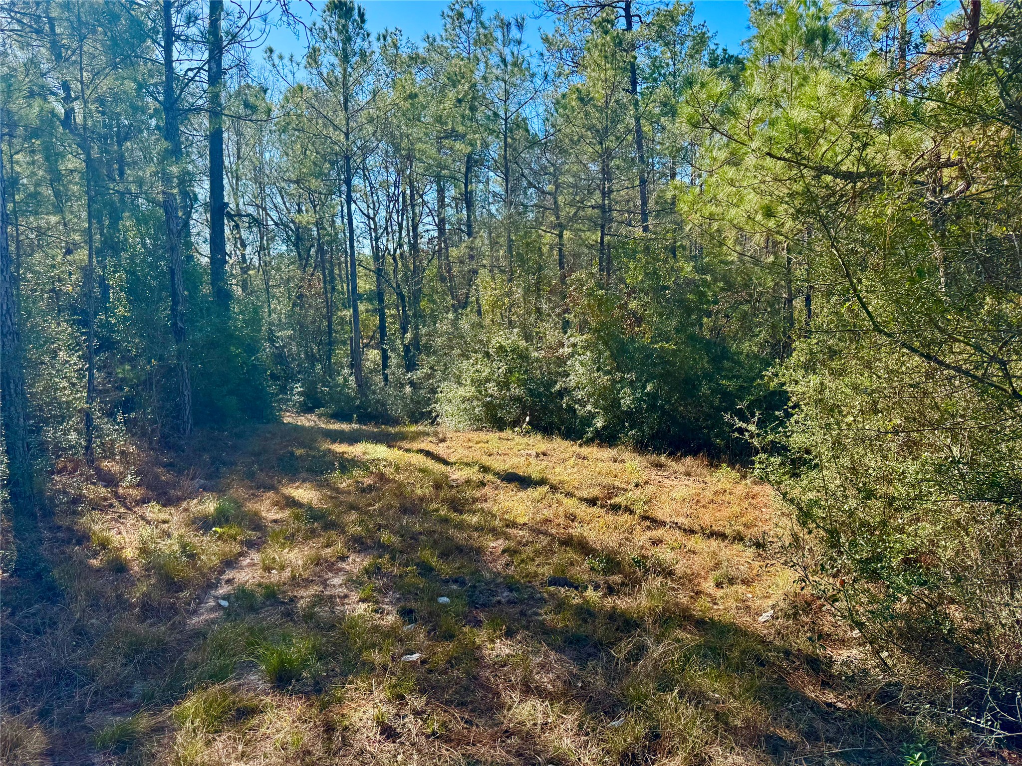 2845 County Road Colmesneil, TX 75938 - Photo 13 of 36 a view of a yard with plants and trees