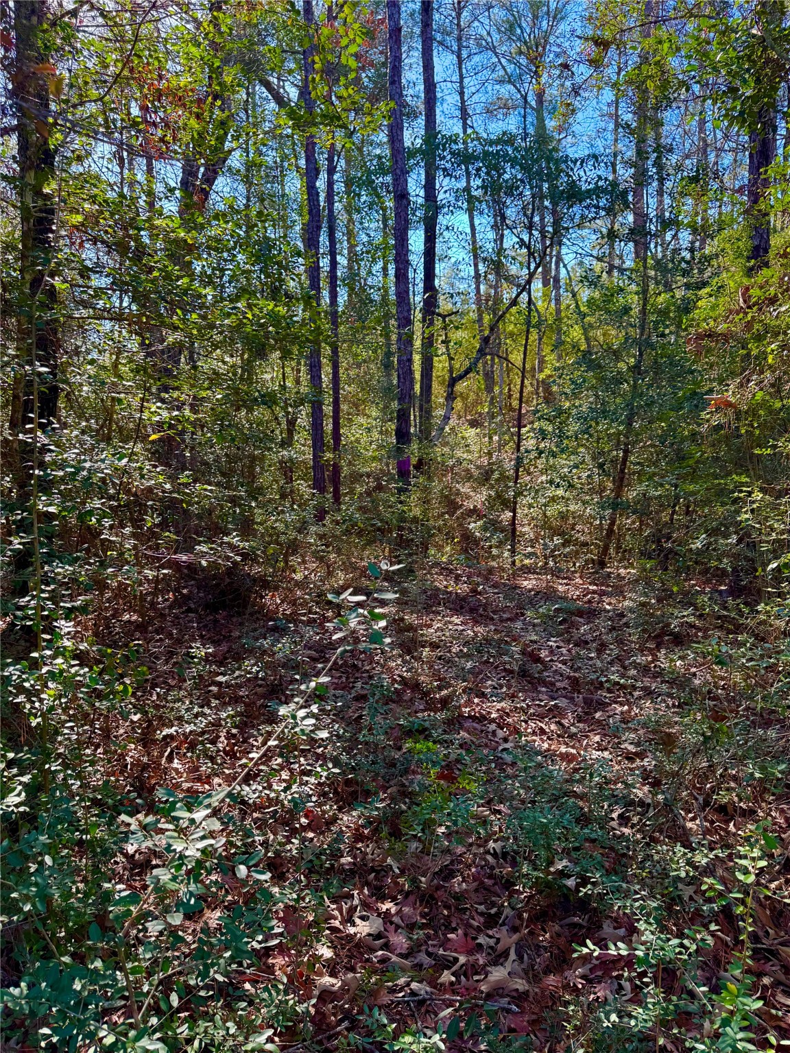 2845 County Road Colmesneil, TX 75938 - Photo 14 of 36