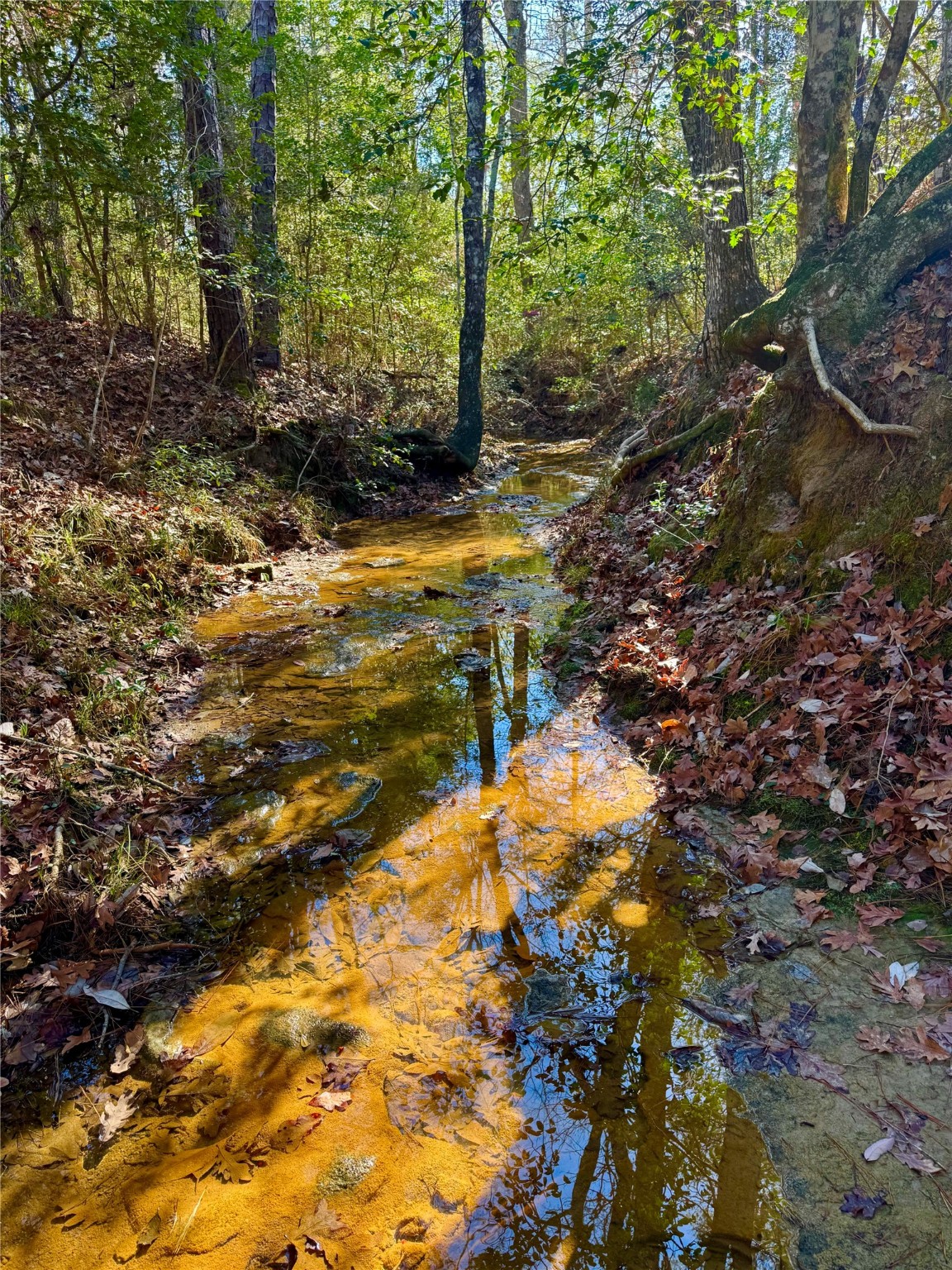 2845 County Road Colmesneil, TX 75938 - Photo 15 of 36