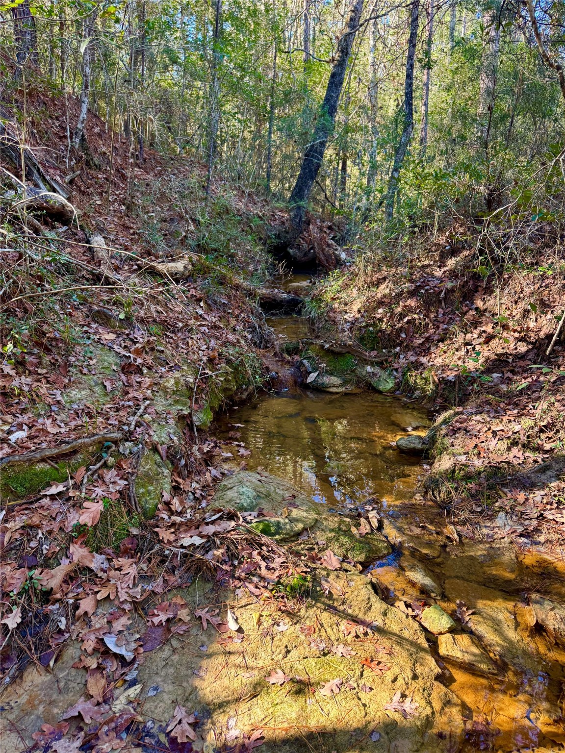 2845 County Road Colmesneil, TX 75938 - Photo 17 of 36