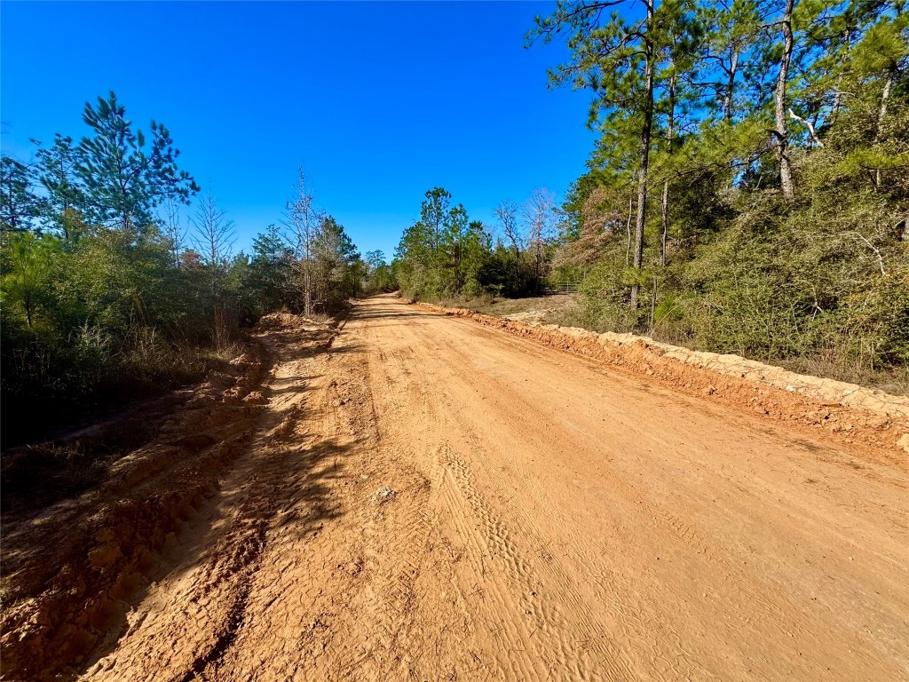 2845 County Road Colmesneil, TX 75938 - Photo 2 of 36 a view of a yard with plants and trees