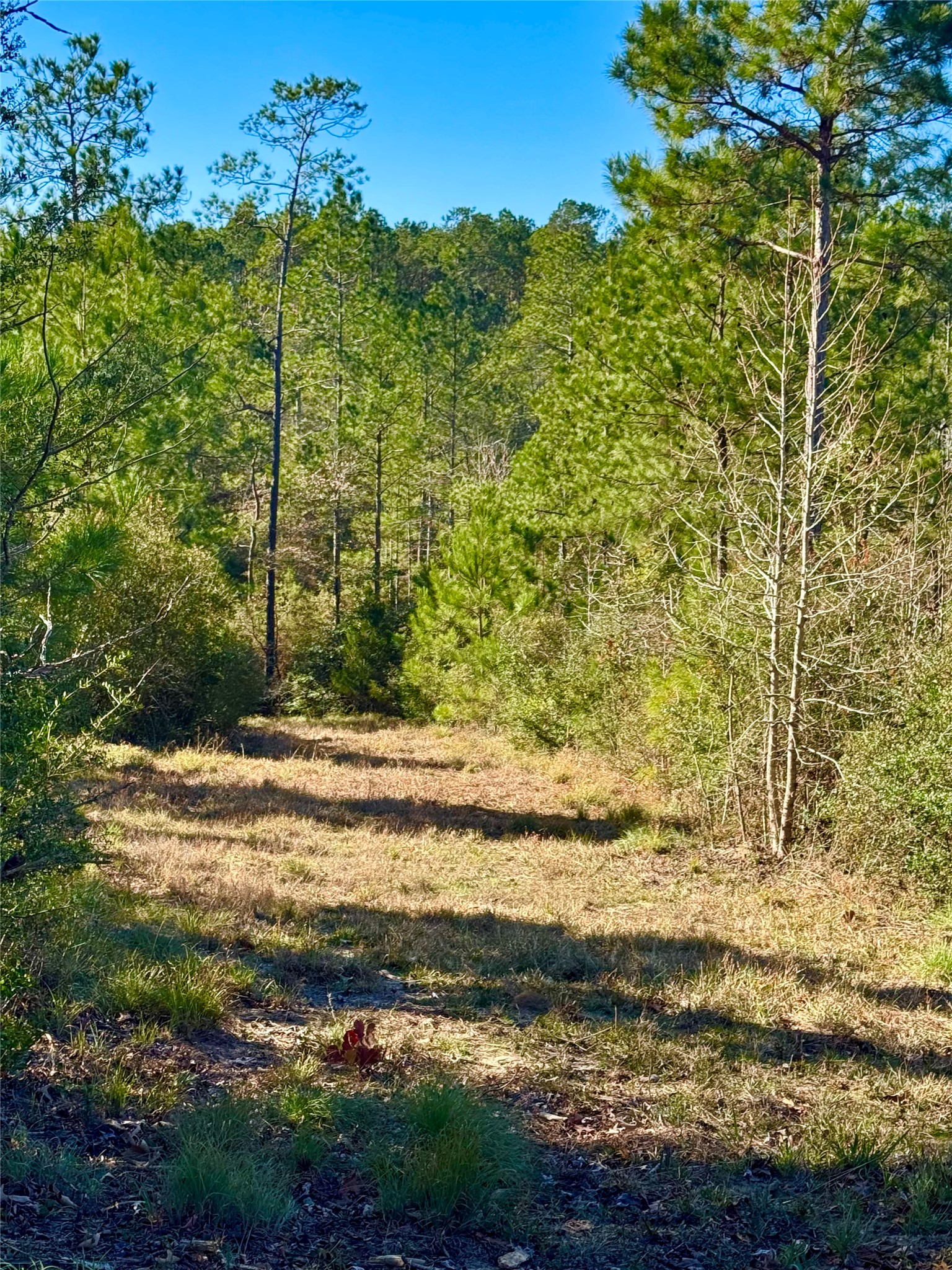 2845 County Road Colmesneil, TX 75938 - Photo 21 of 36 a view of ocean view