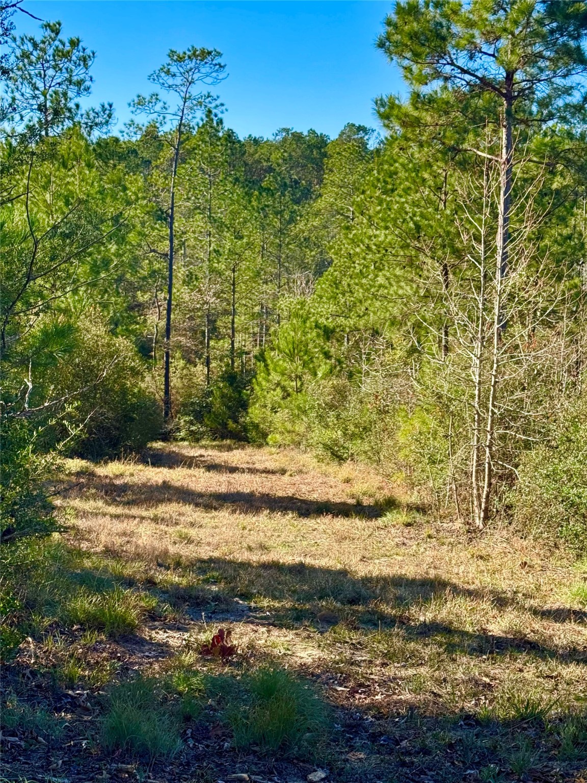 2845 County Road Colmesneil, TX 75938 - Photo 21 of 36