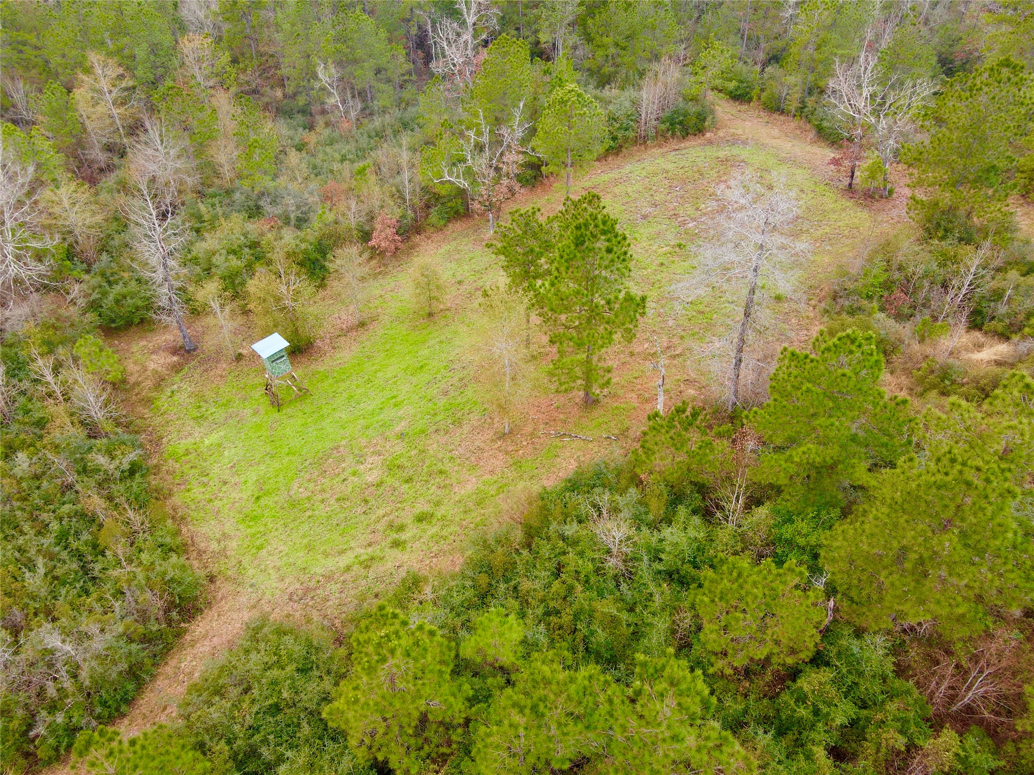 2845 County Road Colmesneil, TX 75938 - Photo 29 of 36 a view of a bunch of trees and bushes